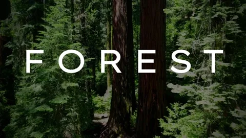 A video from inside the forest Video stock 243362124