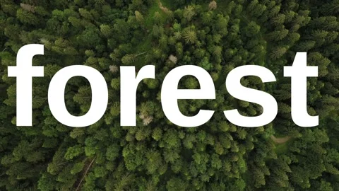 A video from inside the forest Stock Footage 243362139