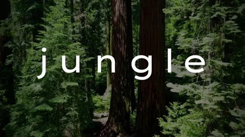 A video from inside the forest Stock Footage 243362140