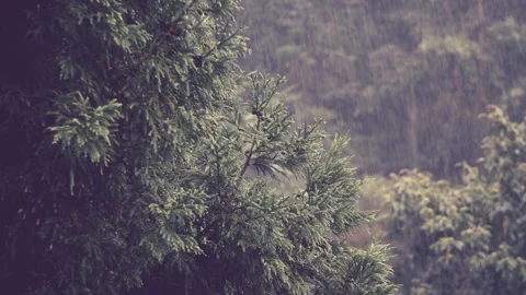 A video from inside the forest Stock Footage 243362151