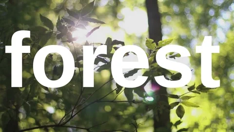 A video from inside the forest Stock Footage 243362168