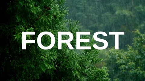 A video from inside the forest Stock Footage 243362181