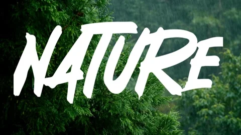 A video from inside the forest Stock Footage 243362191