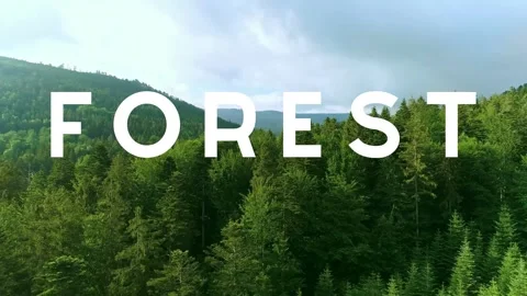 A video from inside the forest Stock Footage 243362197