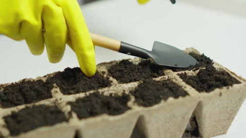 The video invites you to look at the process of growing microgreens from a Stock Footage 243271662