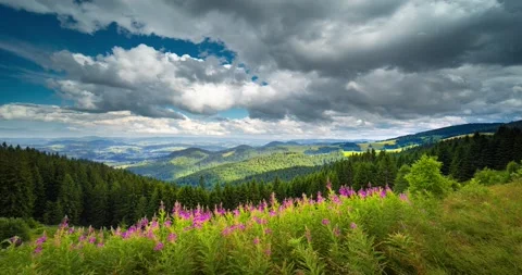 Video ivan chai in the forest from a bird's eye view. Stock Footage 170754281
