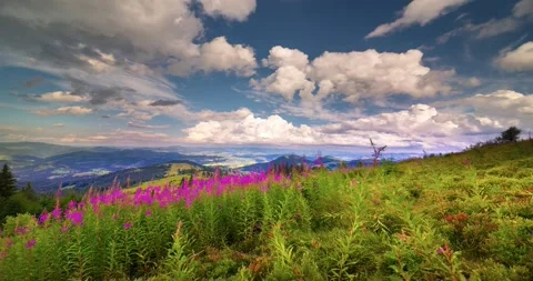 Video ivan chai in the forest from a bird's eye view. Stock Footage 170754345