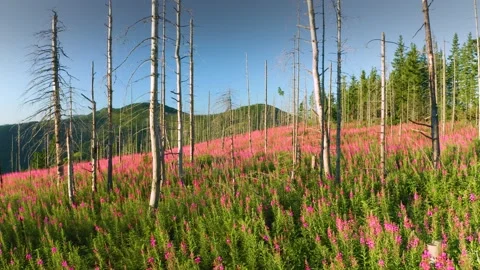 Video ivan chai in the forest from a bird's eye view. Stock Footage 170754807