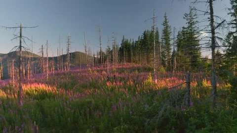 Video ivan chai in the forest from a bird's eye view. Stock Footage 170754832