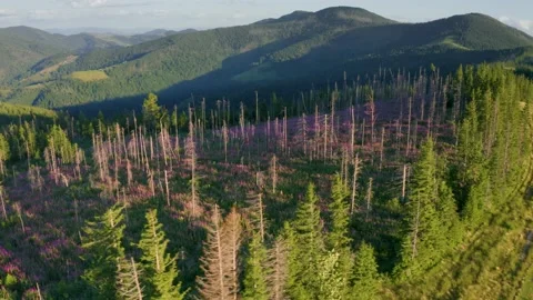 Video ivan chai in the forest from a bird's eye view. Stock Footage 170754845