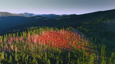 Video ivan chai in the forest from a bird's eye view. Stock Footage 170755067