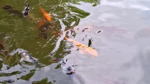 Video with Koi carp fish. 4K Stock Footage 308512429