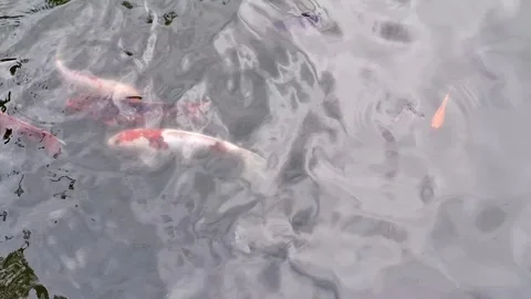 Video with Koi carp fish. 4K Video stock 308512431