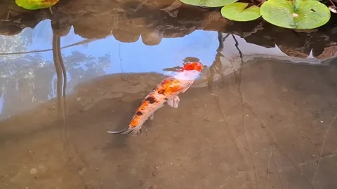 Video of a Koi carp in the water Stock Footage 312757251