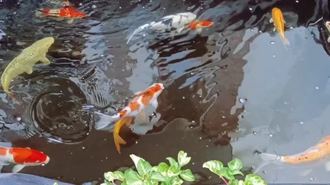 Video of koi fish swimming in clear artificial pond water Stock Footage 287311367