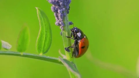 This is a video of a ladybug Video stock 202625698