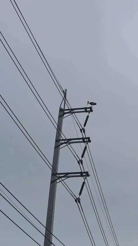 Video of a large Asian stork resting on a high voltage transmission line . Stock-Footage 338298448