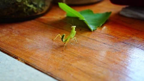 Video of a large green mantis insect unfolding its torso sitting on the sur.. Stock Footage 311846706
