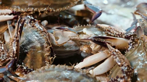 Video of large pile of blue crabs sitting in a bucket in the seafood section a Stock Footage 288595380