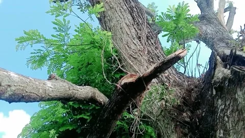 Video A large rain tree with a blue sky background with thick white clouds Stock Footage 311430714