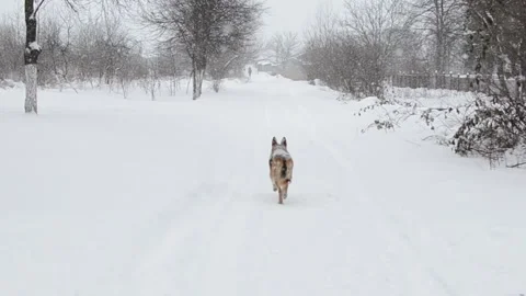 Video of a large stray dog running away down a snowy street Stock Footage 326334521