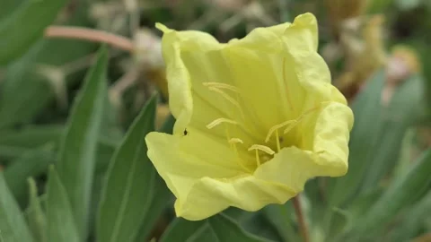 Video of larger chalice shaped yellow flower of bigfruit evening primrose plant Stock Footage 338415373