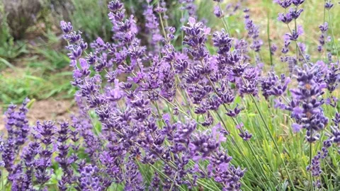 Video with lavender during summer in Romania. 4K Stock Footage 312063526