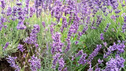 Video with lavender during summer in Romania. 4K Stock Footage 312063529