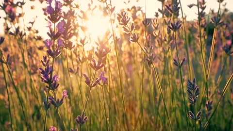 Video of a lavender field close-ups in the rays of the setting sun. Stock Footage 156546480