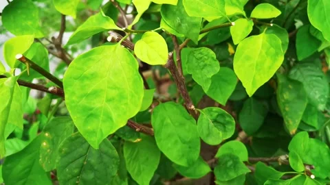 Video leaf and flower on the tree Stock Footage 148310725