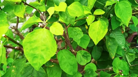 Video leaf and flower on the tree Stock Footage 148310935