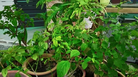 Video leaf and flower on the tree Stock Footage 148311910