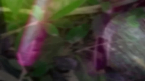 Video of the leaves and stems being made blurry plus the effect of colored flash Stock Footage 341995908
