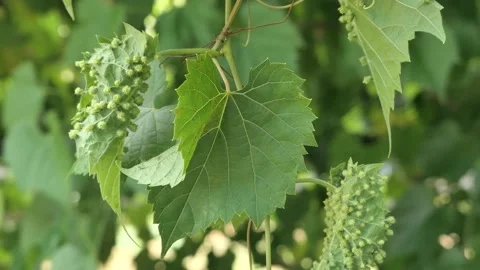 Video of leaves of Frost Grape with galls of Grape Phylloxera Stock Footage 338415341