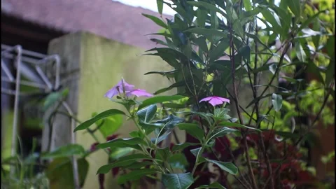 Video of leaves moving Stock Footage 216238948