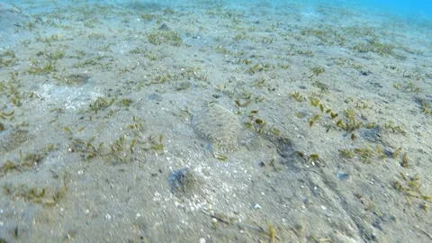 Video of Leopard flounder (Bothus pantherinus) fish swimming in the sea Stock Footage 299862723