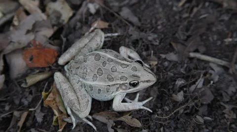 This is a video of a Leopard Frog. Stockbeeldmateriaal 64256747