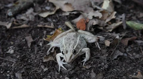 This is a video of a Leopard Frog. Stockbeeldmateriaal 64256750