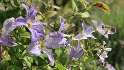 Video of light blue to light purple flowers of Clematis climbing plant Stock Footage 338415346