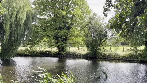 Video of a light breeze through trees and across canal water Video stock 316540360
