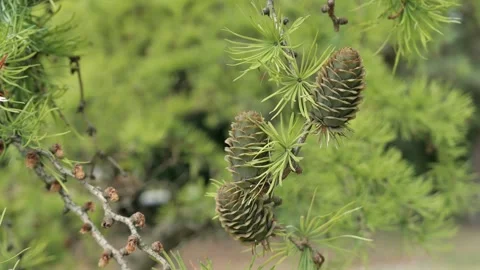 Video of light green needles and female cones of coniferous tree Japanese Larch Stock-Footage 338415455