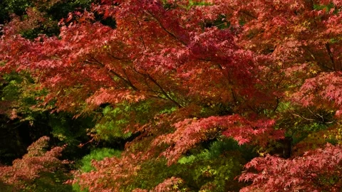 Video of light reflecting off the water surface illuminating the autumn leaves. Stock Footage 206224427