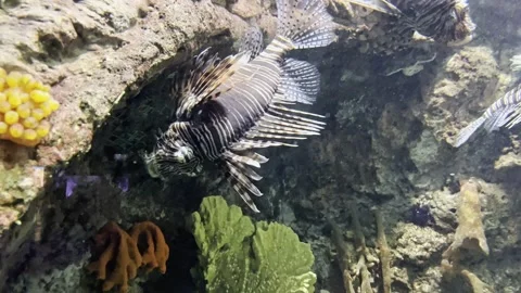 Video of lionfish Vidéo 340719013