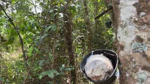 Video of liquid latex flow from rubber tree Stock Footage 328273227