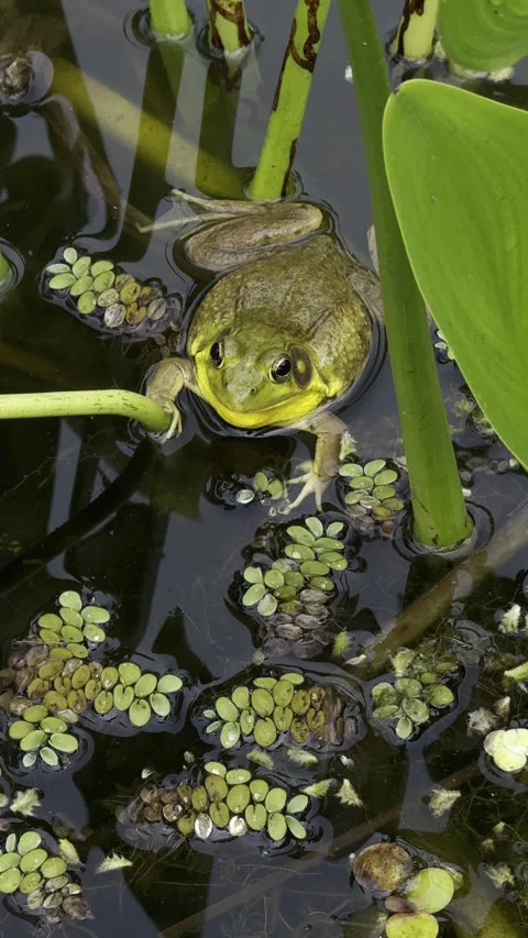 Video of a little frog in a pond Stock Footage 342279710