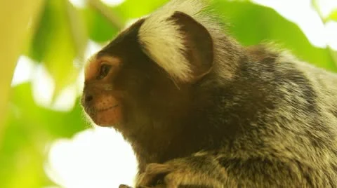 Video of a little monkey in the forest. Video stock 22165654