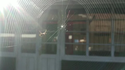Video of the little spider in its web, very close to the blur background Stock Footage