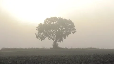 Video of a lonely tree standing in the mist during sunrise Stock Footage 166305017