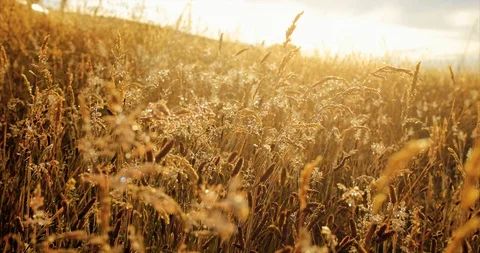 Video of long grass at sunrise. Stock Footage 88377664