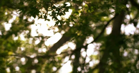 Video looking up at tree during day. Stock Footage 88377387